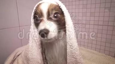 帕皮龙狗在洗澡后用毛巾在浴室里的股票录像